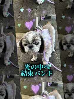 愛犬/🎶結束バンド