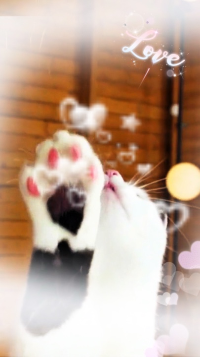 동물 비디오 고양이
