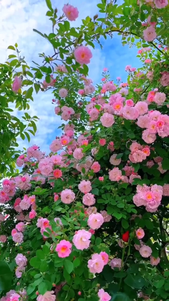 Flores cinematográficas