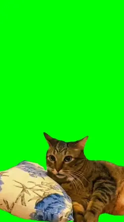 sleeping cat wake up