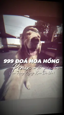 999 ĐOÁ HOA HỒNG 