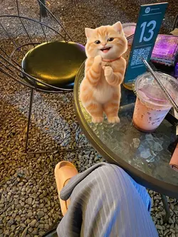 kucing joget