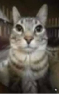 kucing