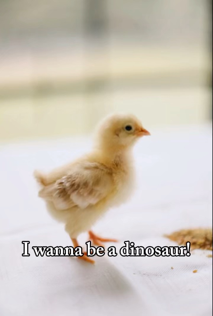 Dino nuggy 