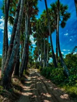 ចម្រៀង​ភ្លេងការពីរោះៗ🥰🍃🌾