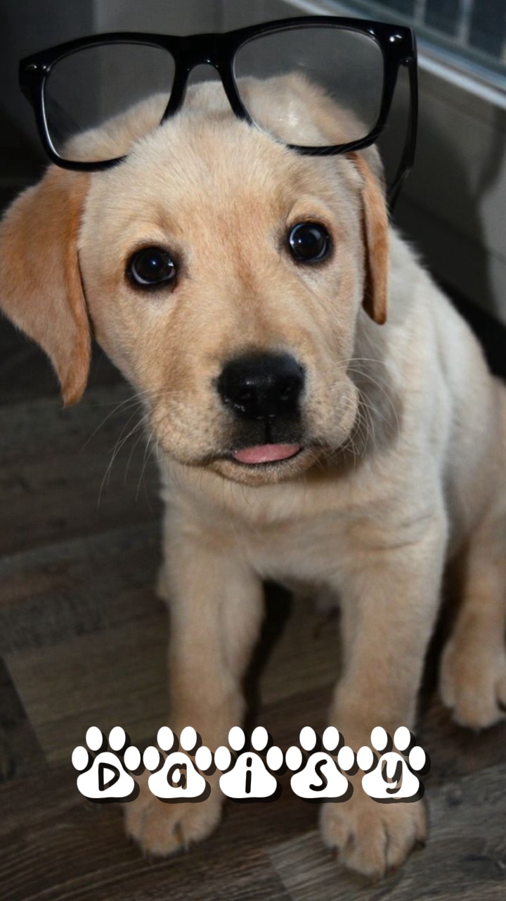 Papatya 🐶