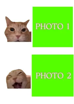 Cat laughing meme