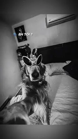 8H SÁNG 8H TỐI