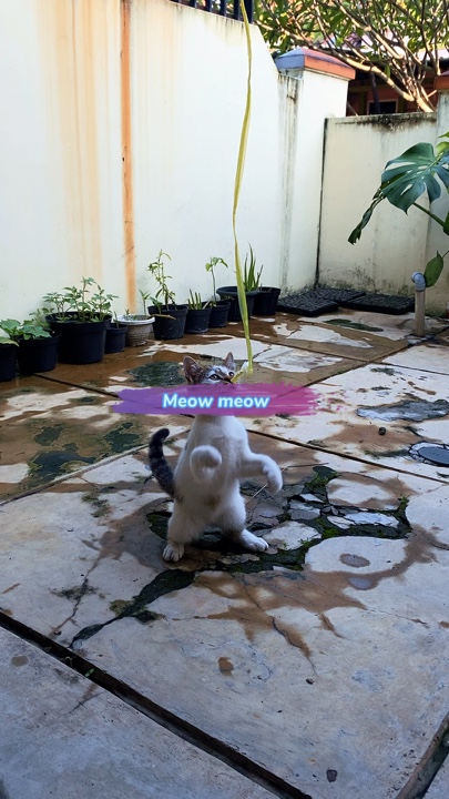 Meow meow