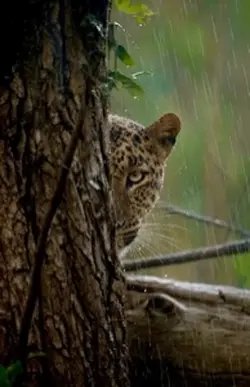 Leopard în ploaie