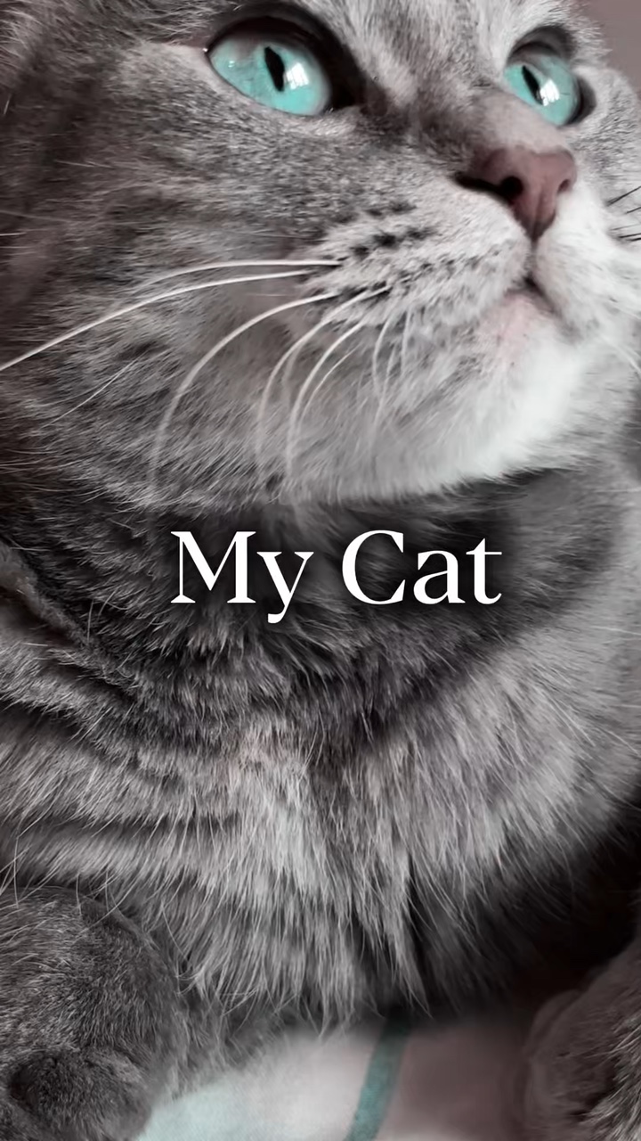 My Cat