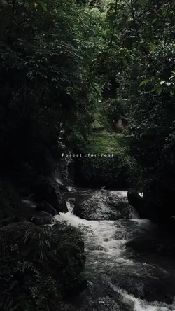 forest:for+rest