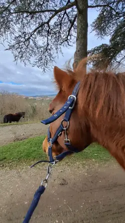 i love that horse