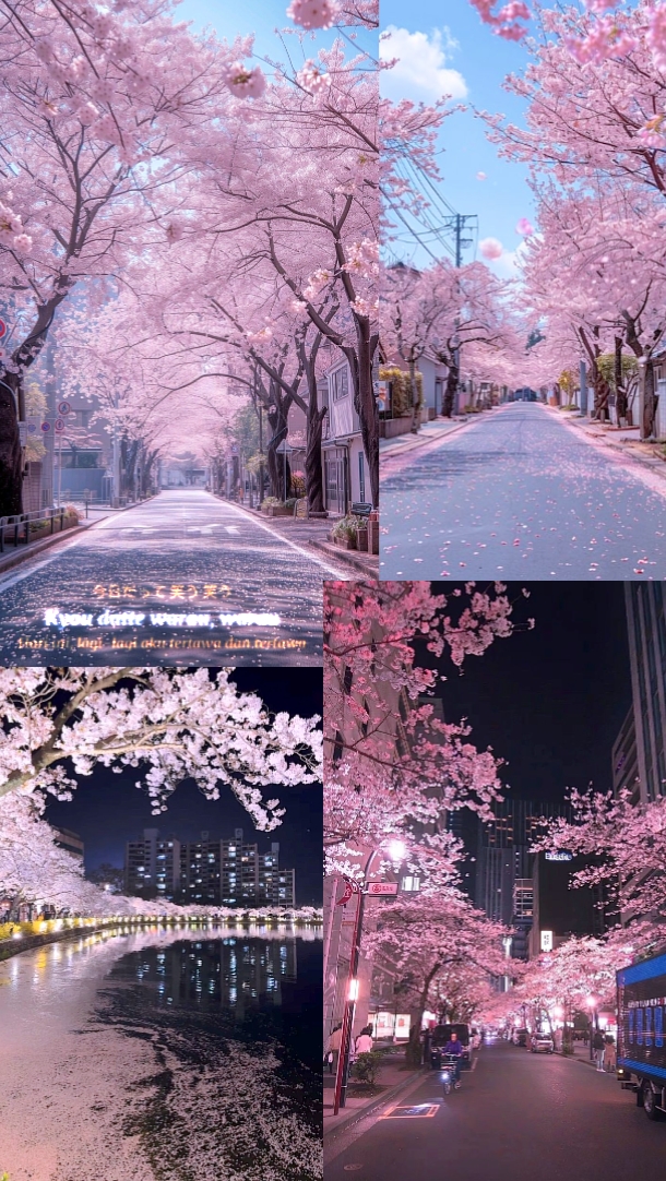 제팡 사쿠라