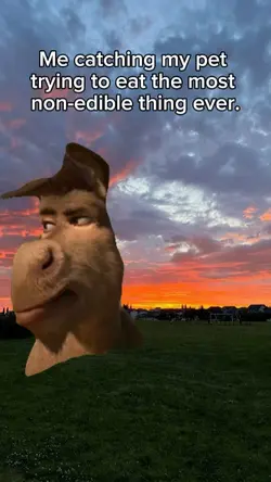 don't eat that