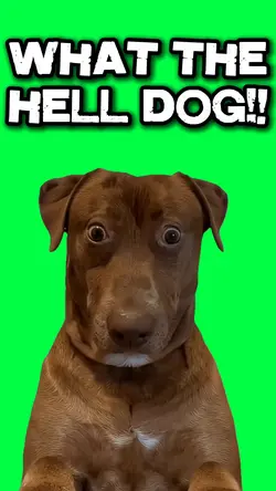 WHAT THE HELL DOG!