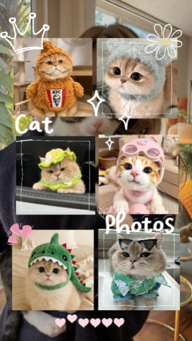 Selamat Hari Kucing