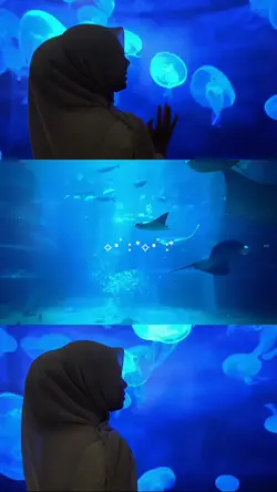 aquarium vidio