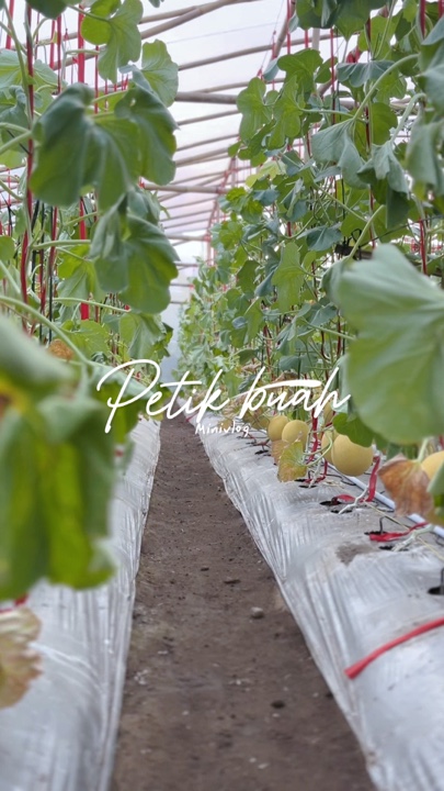 Petik Buah Melone 🍈