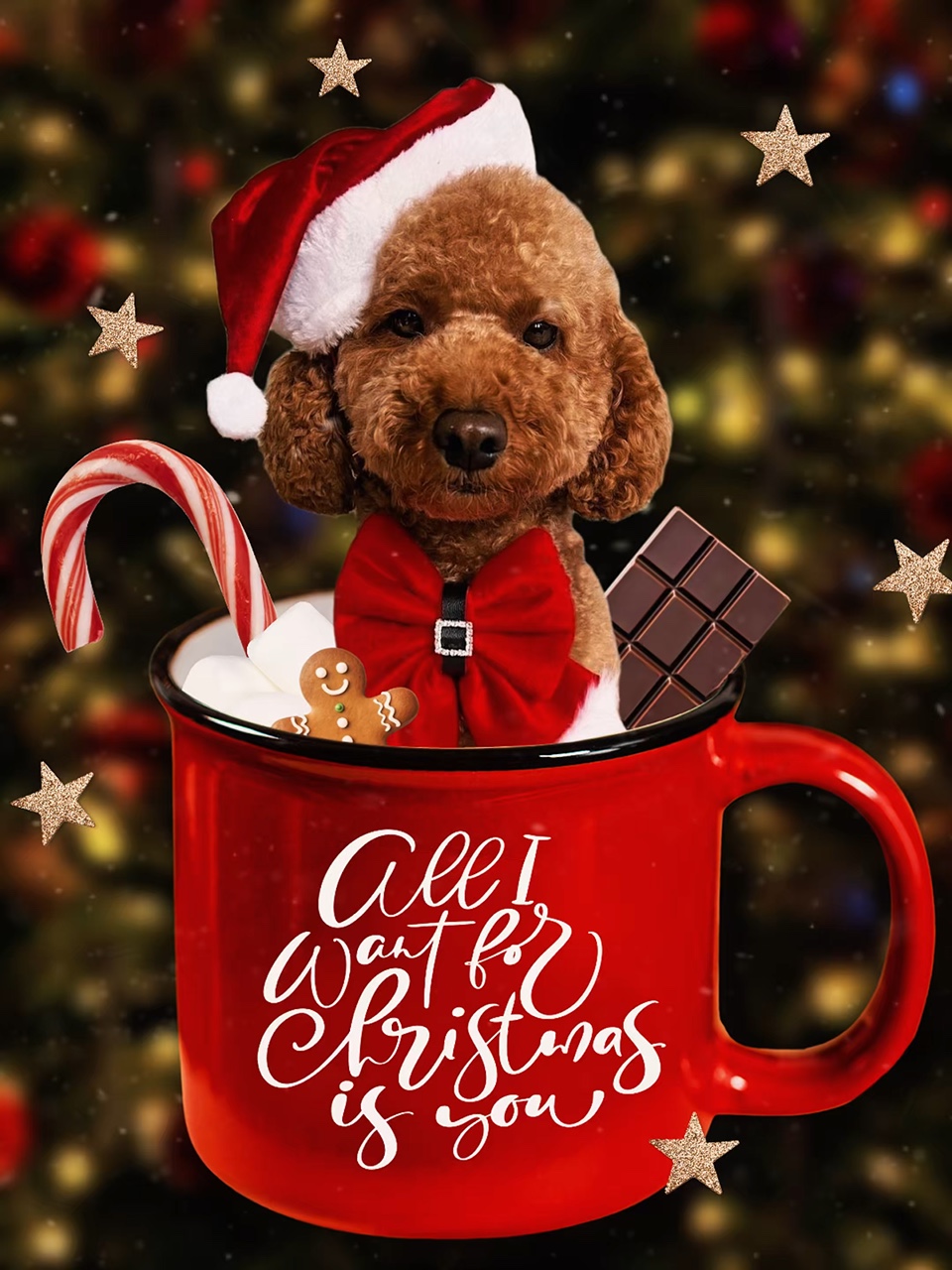 Chritsmas 2025 - Animal de compagnie