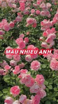 Beat nhiều ảnh cuốn 