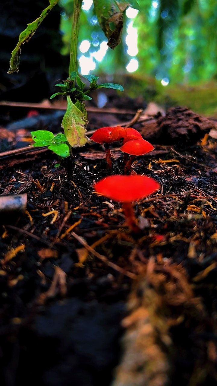 Green HD