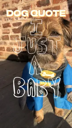 Dog Quote 🐶