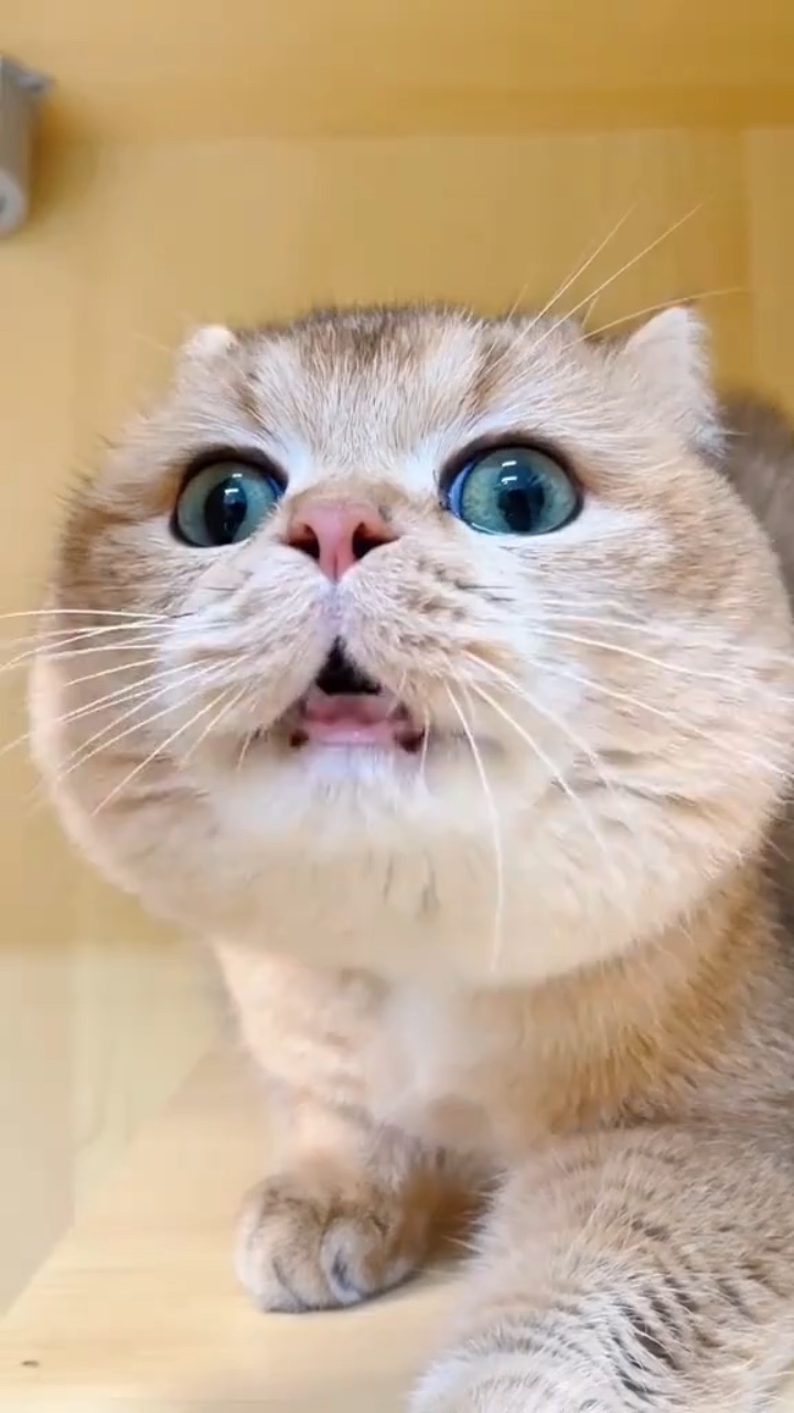 Komik Kedi