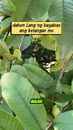 dahon ng bayabas 