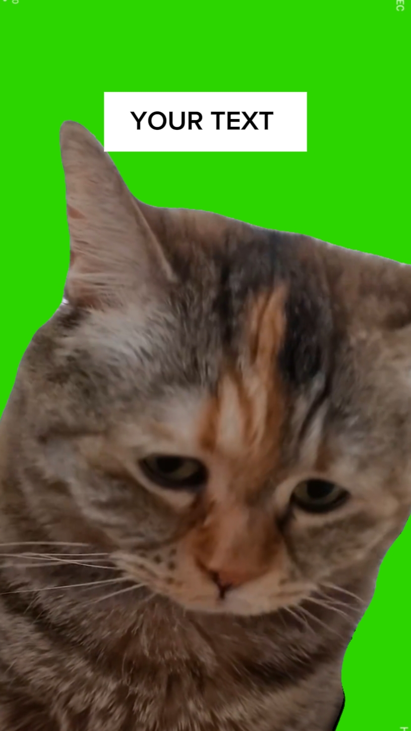Kedi Meme