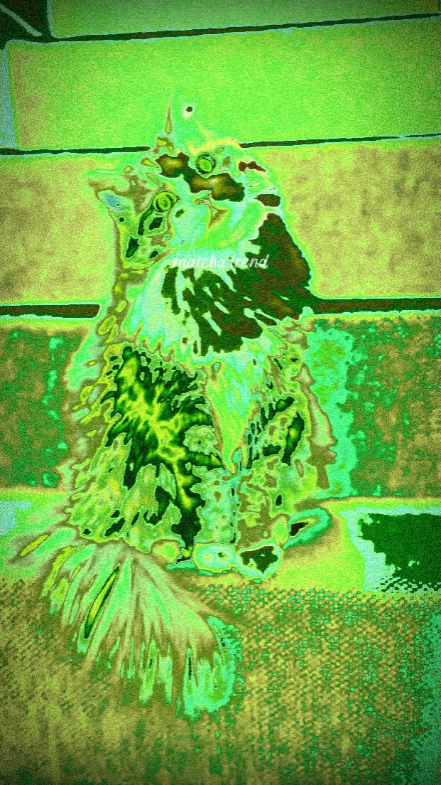 MATCHA NEUER TREND