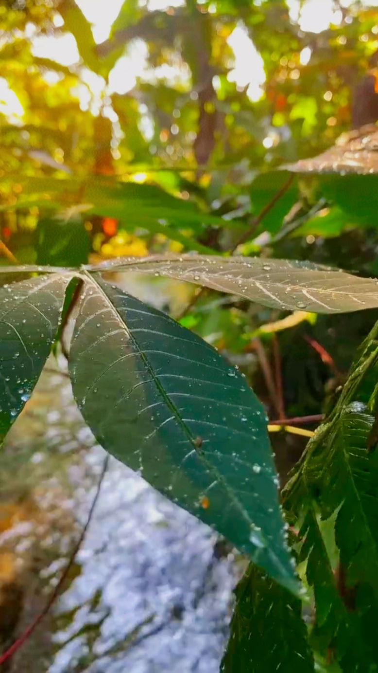 Vibes der Natur