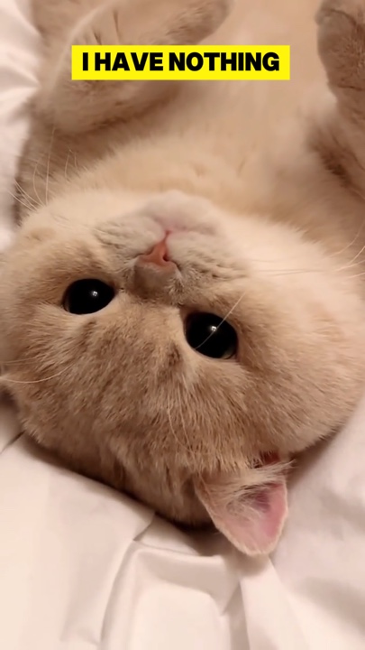 kucing malas
