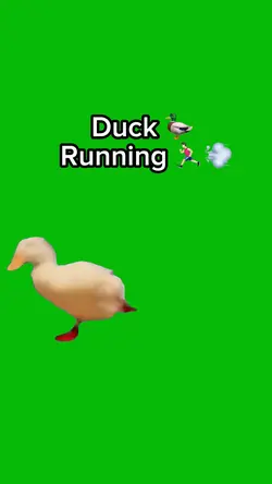 Duck Running π¦