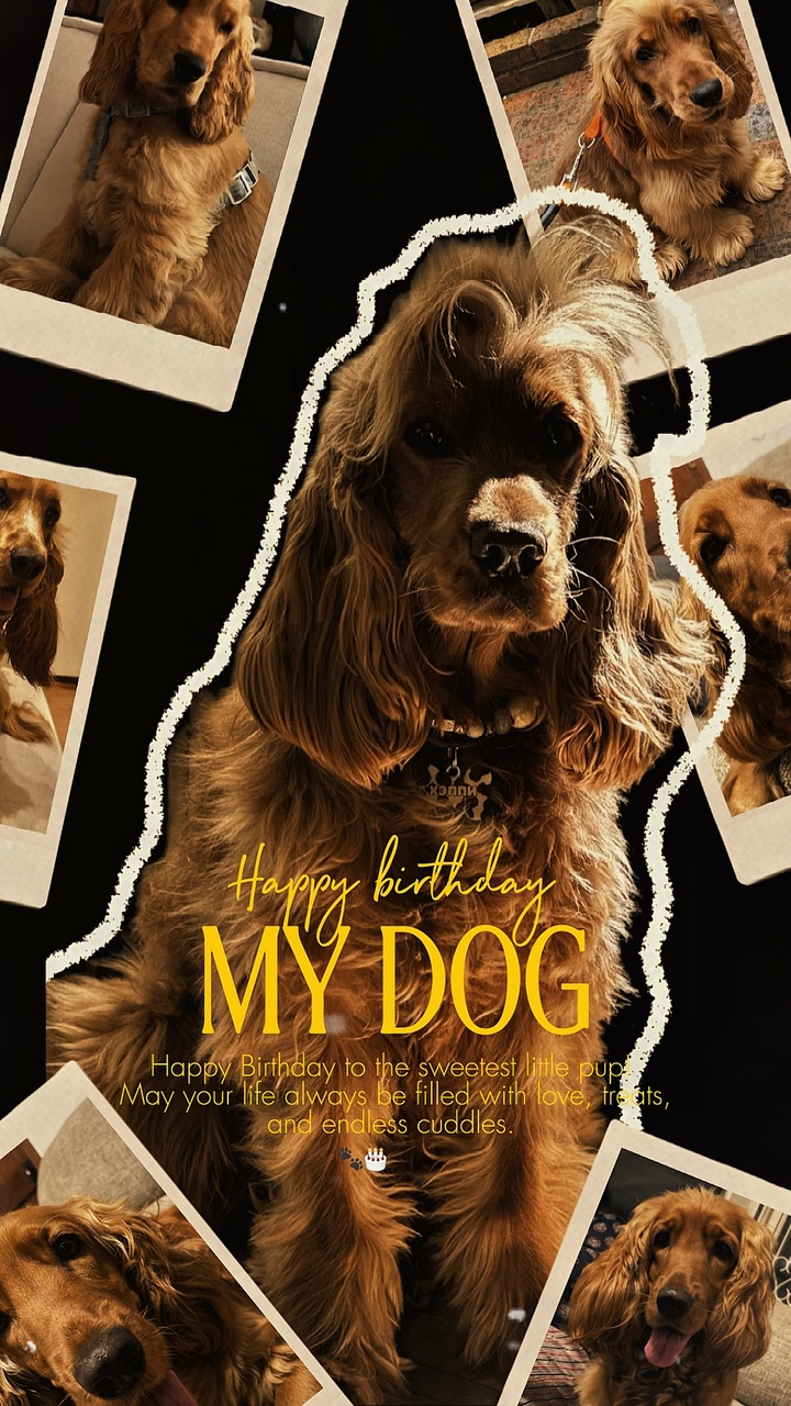 Aniversário meu cachorro 