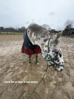 Stajnia+zdjecia live