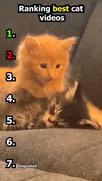 les meilleures vidéos de chats