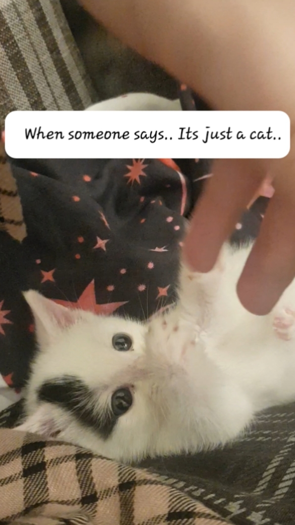 Template Kucing