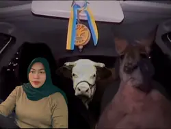 tren kanguru & sapi