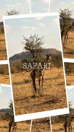Safari