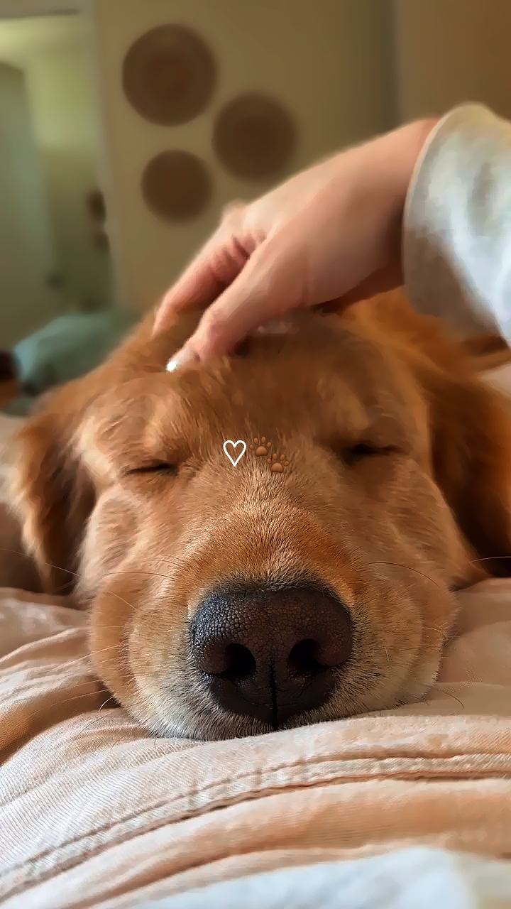 Meu cachorro 