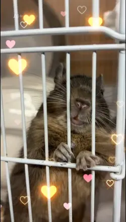 あけおめチュー