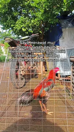 Story ayam jago
