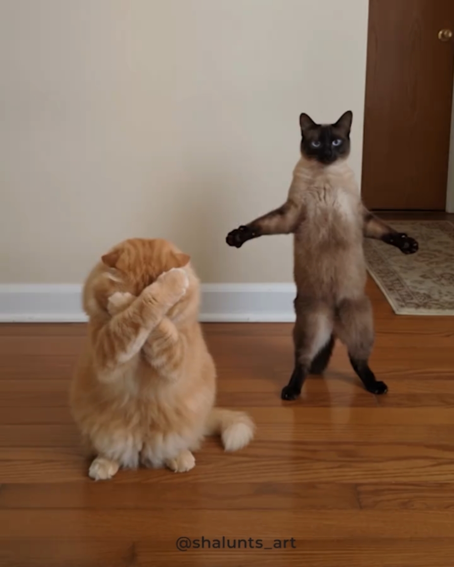 Dance cat Trend 