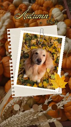 Dog in autumn hund