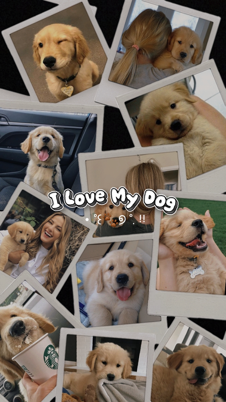 J'aime mon chien
