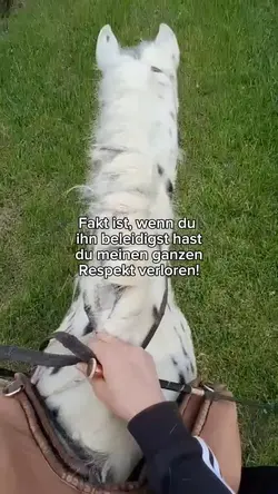 Respekt 