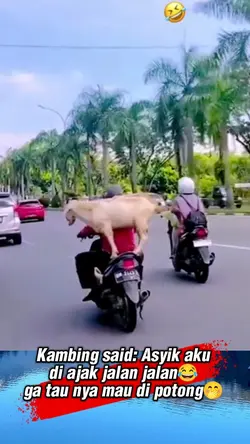 kambing