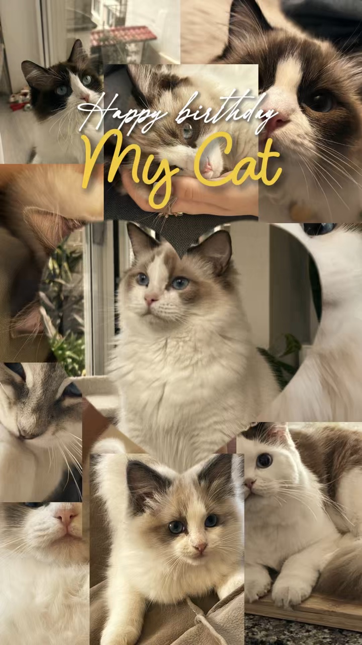 Birthday my cat 