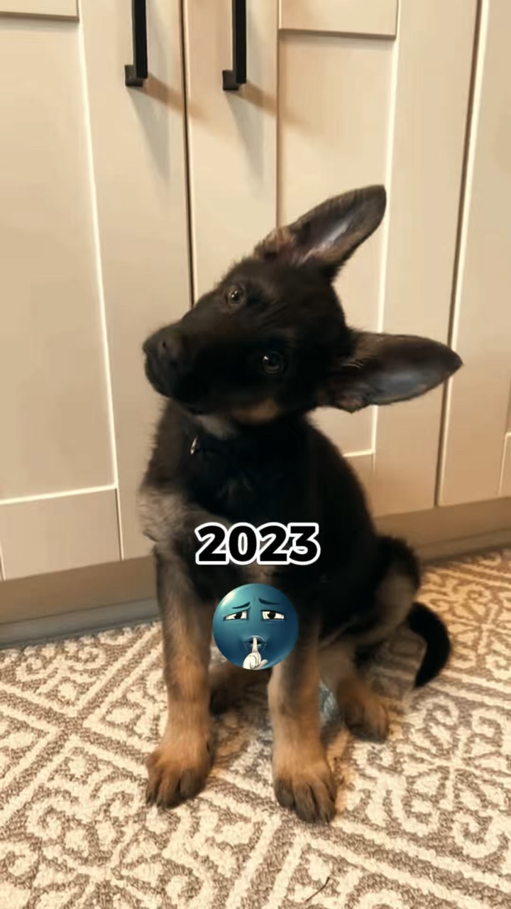 Mon chien 